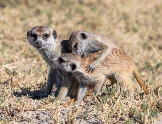 Makgadikgadi Pans